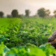 Farm Loan